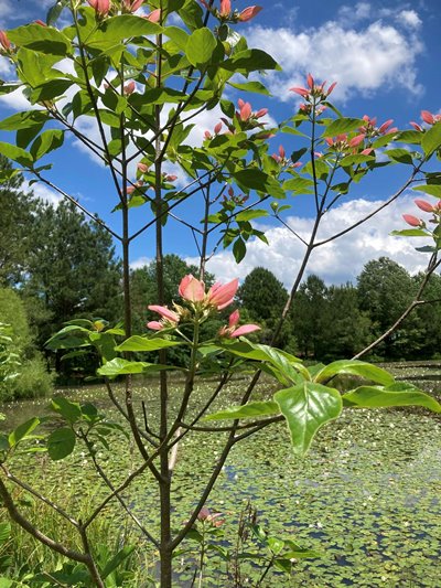 Fever Tree (Pinckneya bracteata)